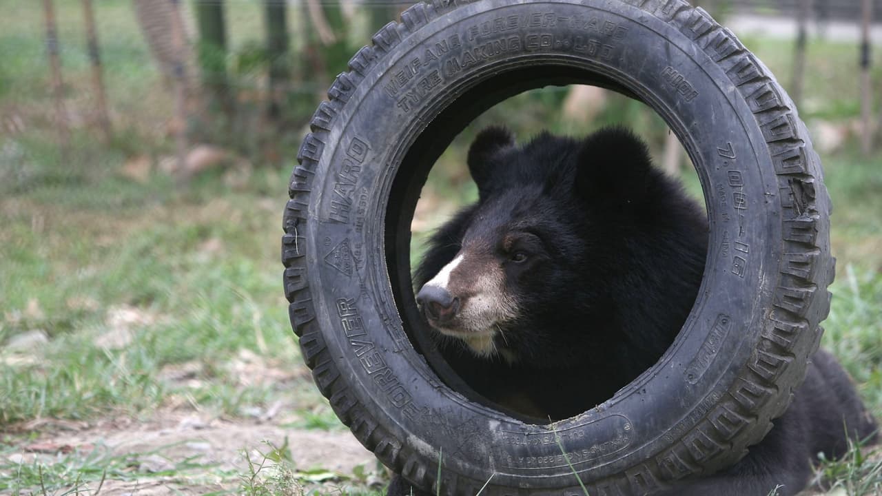 Lo que debe hacer si ve al enorme oso que buscan en Homestead 