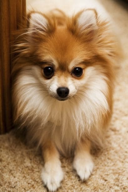 Pomeranian. Les encanta explorar y mantenerse activos. Aunque son pequeños, prefieren estar en el exterior, dar largas caminatas y jugar con otros perros.