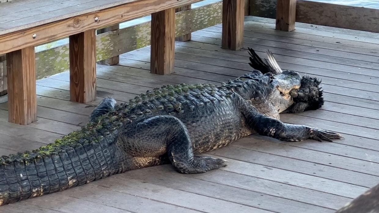 Caimán agresivo provoca cierre por un día de Palm Island Park