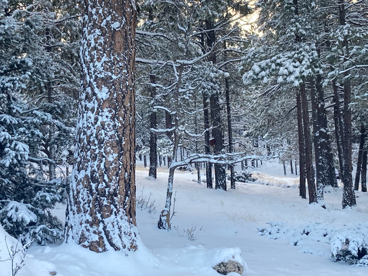 Un despertar frío, con los árboles cubiertos de nieve.