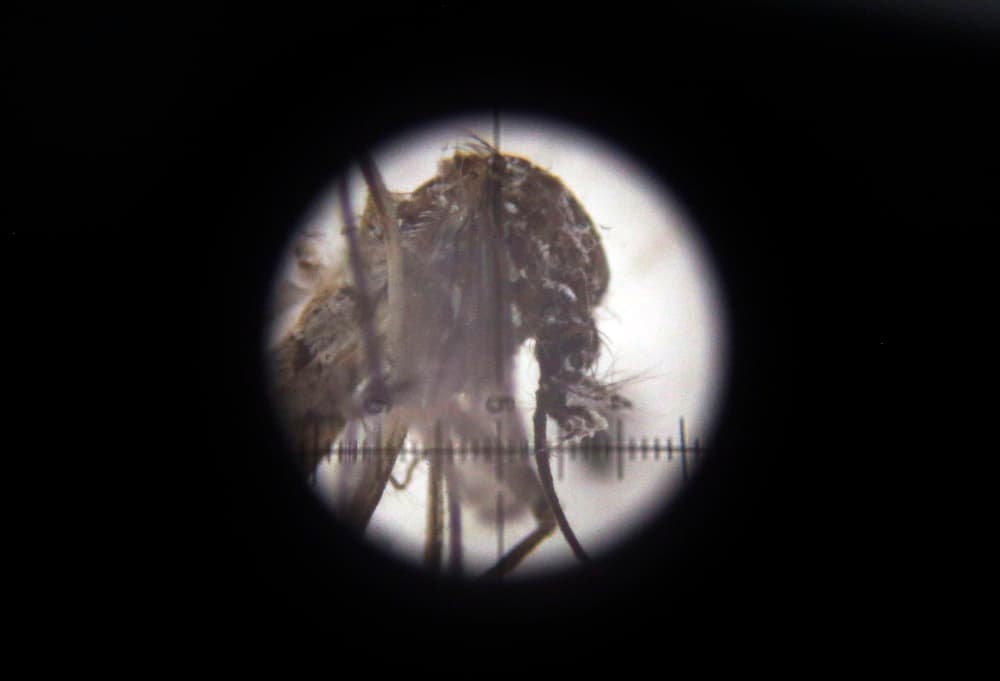 Qué contiene el kit de prevención del zika y cómo prepararlo