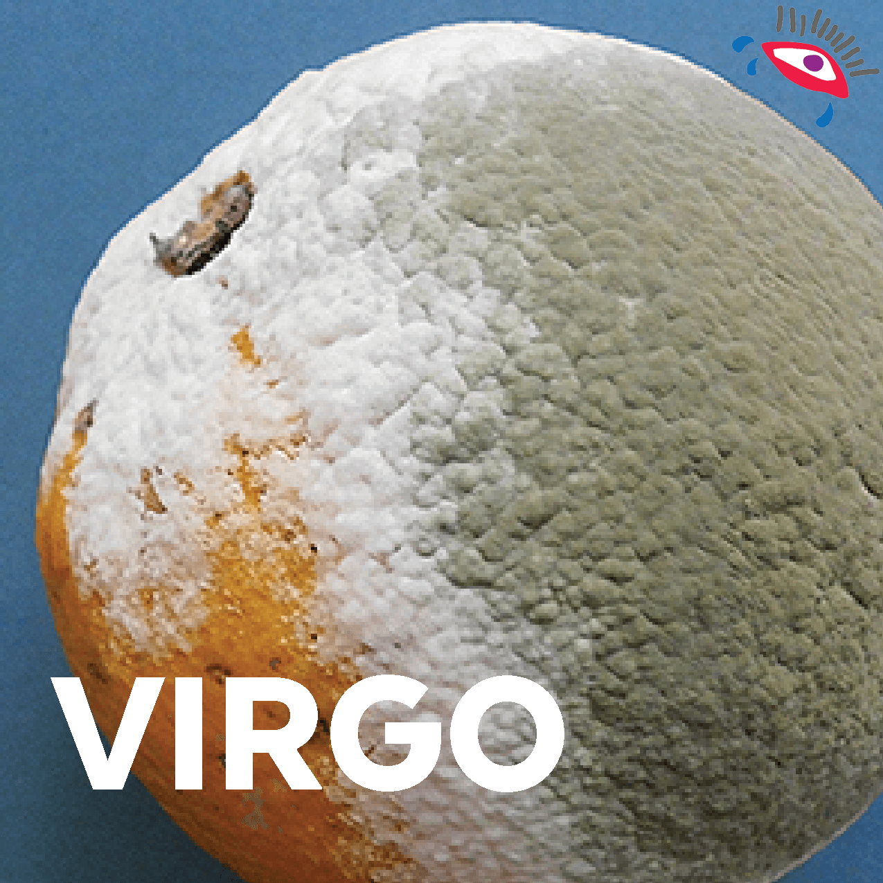 Volverás en forma de moho. Antes que te sientas ofendido tienes que ver el lado positivo, de todo el reino animal, el moho es el que se alimenta de los platillos y frutas más deliciosas ¡Ah verdad!