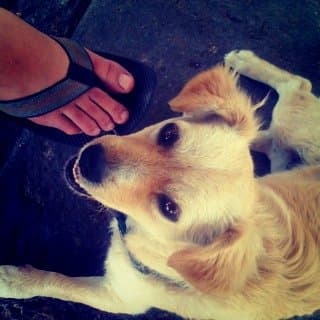 Instagram celebra su quinto aniversario y tenemos las fotos y las cuentas más populares de la red social. Esta fue la primera foto compartida, se trata del perrito de Kevin Systrom, uno de los fundadores de la plataforma.