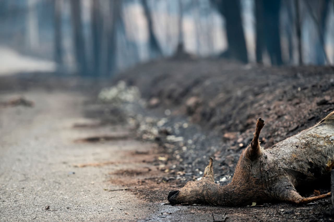 Portugal guardaba tres días de luto nacional por la muerte de 62 personas el sábado por la noche en torno a la localidad de Pedrogao Grande (centro del país), de lejos la peor cifra de víctimas en un incendio documentada en el país.