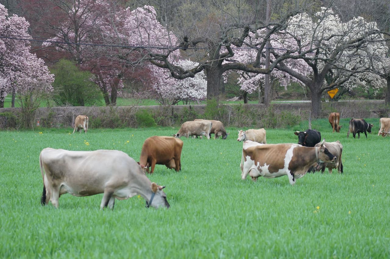 Muchas lecherías producen leche orgánica certificada que cumple con un conjunto de estándares de sostenibilidad del USDA, pero Seven Stars Farm también está certificada como biodinámica, lo que significa que sigue un conjunto específico de prácticas agrícolas holísticas que tratan la granja como organismo vivo. Sus vacas Jersey de ojos grandes y de color marrón tostado dan leche con más grasa que muchas otras razas, lo que podría explicar por qué su crema espesa de tonos dorados es tan sabrosa. 📍
<a href="https://www.google.com/maps/place/419+W+Seven+Stars+Rd,+Phoenixville,+PA+19460/@40.1424933,-75.5829439,17z/data=!3m1!4b1!4m5!3m4!1s0x89c68e85e5ef5805:0x2b2abef78dc8789c!8m2!3d40.1424933!4d-75.5807499" target="_blank">419 W. Seven Stars Rd., Phoenixville</a>