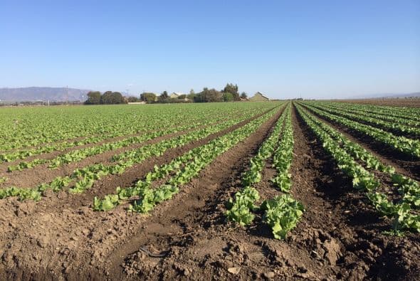 Era el año 1972 cuando 
<a href="https://www.univision.com/local/fresno-kftv/busto-cesar-chavez-oficina-oval-joe-biden">Cesar Chávez</a>, líder de la Unión de los Campesinos Unidos, 
<a href="https://www.univision.com/arizona/cesar-chavez-y-los-100-anos-de-az-si-se-puede">llevó a cabo una huelga de hambre para protestar una ley estatal que bloqueaba el poder de los trabajadores para mejorar sus condiciones laborales y salarios por medio de la creación de uniones y huelgas</a>, según datos de Azcentral.com.
<br>