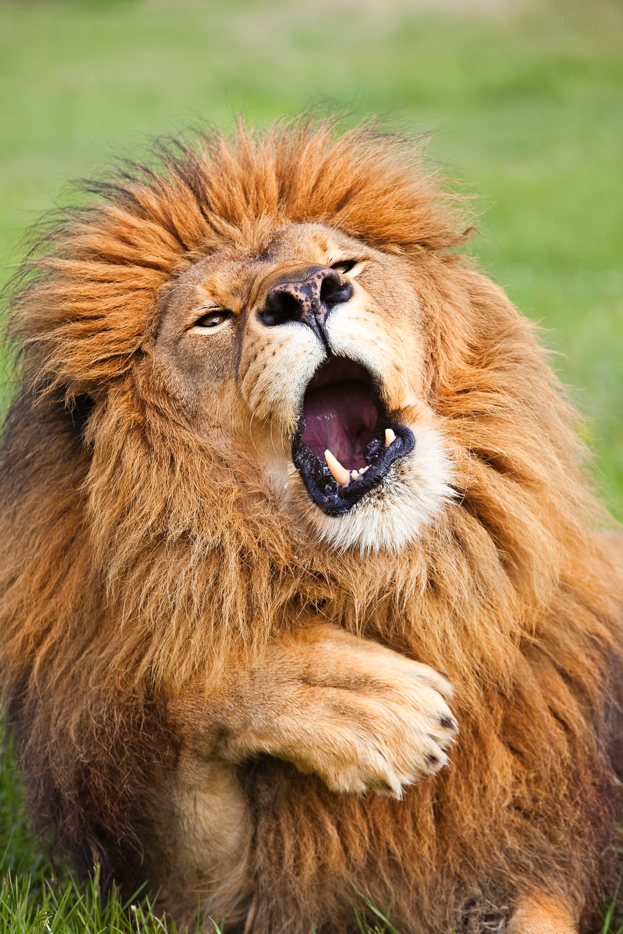 "Necesito vacaciones. A veces es cansado ser el rey de la jungla".
<i>Gill Merritt </i>
<i> / CWPA / Barcroft</i>