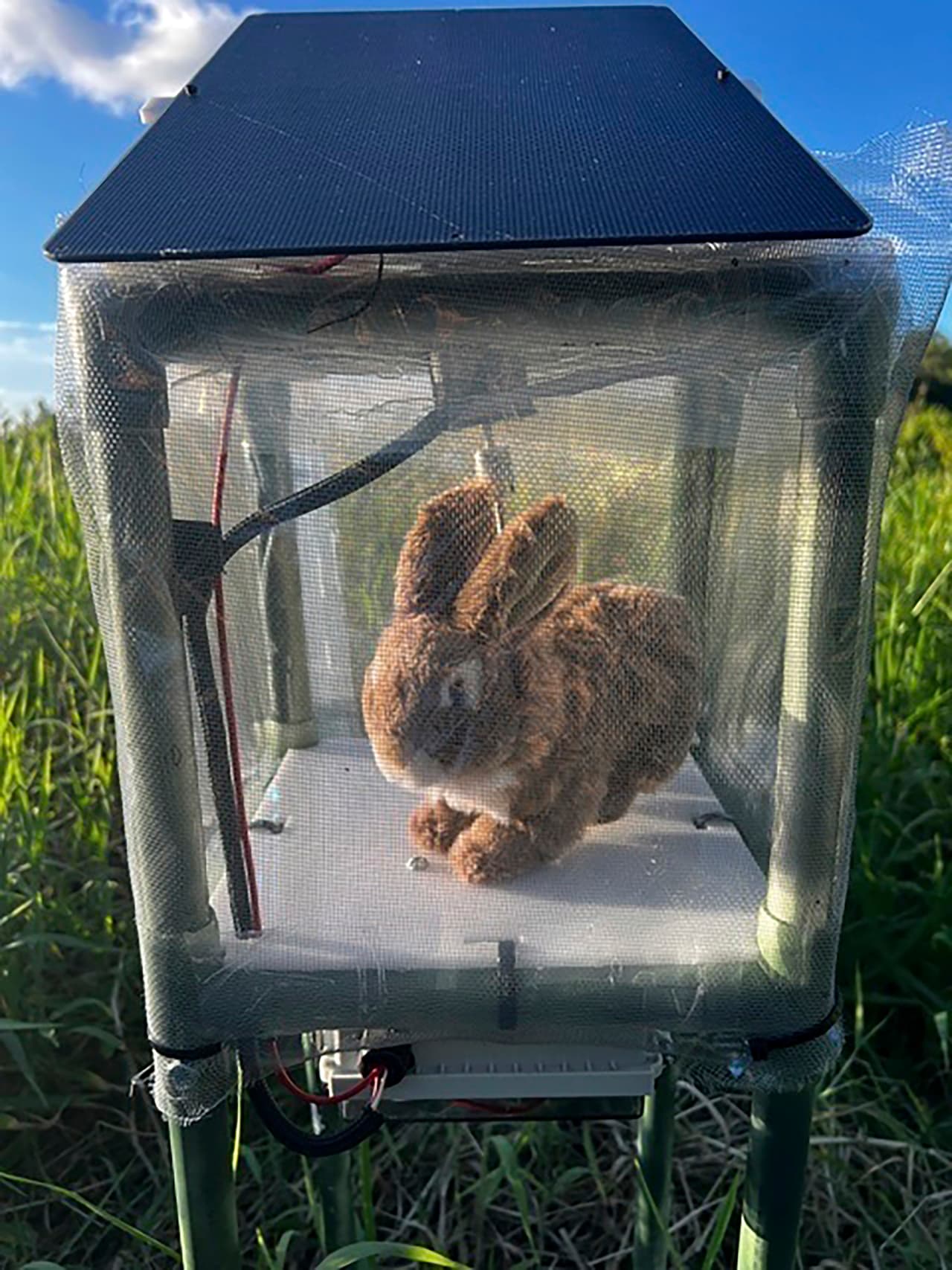 Esta foto sin fecha, proporcionada por el Distrito de Administración del Agua del Sur de Florida, muestra un conejo robot en los Everglades de Florida. Las autoridades de Florida están experimentando con conejos robot para capturar pitones birmanas invasoras en los Everglades. (Distrito de Administración del Agua del Sur de Florida vía AP)
<br>
