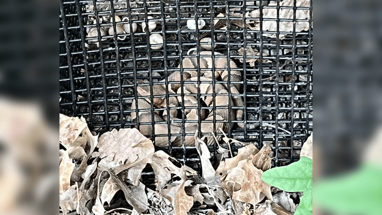 Randell explica que serpientes como la coralillo, la cascabel y la víbora cobriza (copperhead) son de las más venenosas que se pueden encontrar en el área.