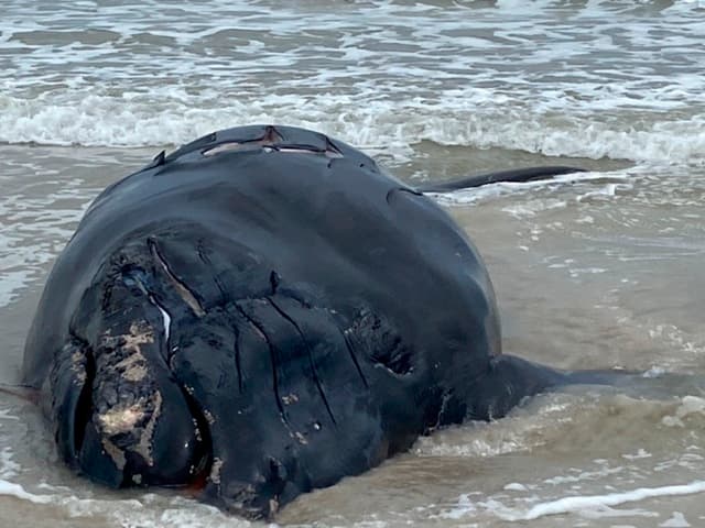 “Este es un acontecimiento muy triste”: hallan muerta a ballena bebé en vía de extinción en Florida