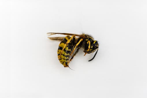 <b>Yellow Jackets</b>
<br>Las ‘chaquetas amarillas’ se confunden con frecuencia con las abejas, sin embargo, hay ciertas características que pueden distinguir entre las dos. “Todas las especies de yellowjacket tienen marcas negras y amarillas y sus variaciones en los patrones pueden determinar la especie específica.
<br>Son similares en tamaño a las abejas (aproximadamente ½ pulgada de largo), pero no tienen pelo y no se las verá cargando polen”, según explica Texas Bee Inspection en su página web.