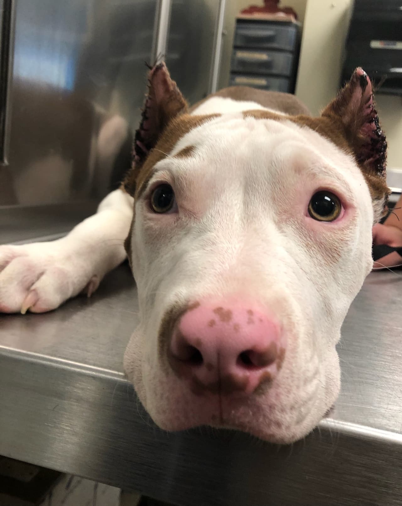 Mutilan con tijeras de podar a dos perros pitbulls