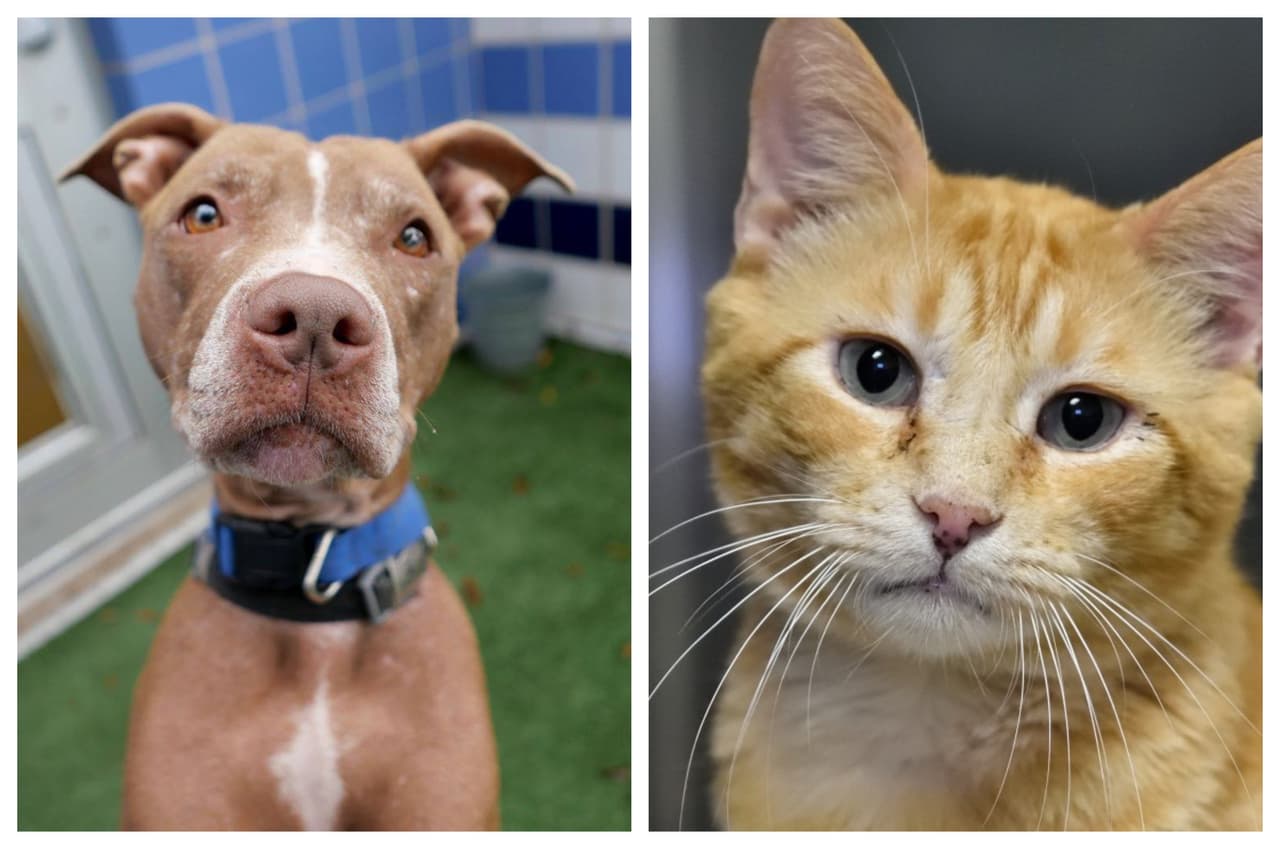 Casi 300 mascotas fueron adoptadas el pasado fin de semana en el Austin Animal Center