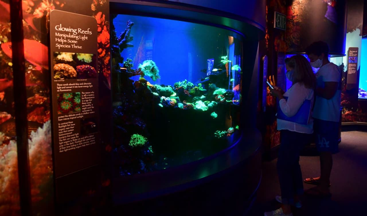 El Aquarium of The Pacific cerró durante 2020 debido al coronavirus y gracias a las aperturas en el estado, ahora abre sus puertas con una apuesta que presenta las amenazas de uno de los recursos naturales clave para el ecosistema marino, los arrecifes de corales.