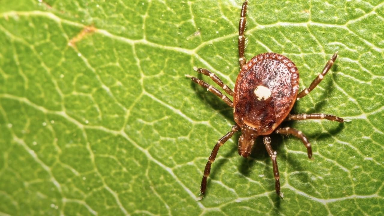 Una picada que pasa casi desapercibida en medio del pasto o el bosque puede terminar 
<b>cambiando la forma de comer de una persona para siempre. </b>La garrapata lone star (Amblyomma americanum) es 
<b>la responsable de una reacción extraña llamada síndrome alfa-gal</b>: una alergia que se activa horas después de ingerir carne roja o productos derivados de mamíferos. Para la comunidad hispana, donde la carne es parte fundamental de la dieta diaria, 
<b>de los tacos al pastor a la barbacoa familiar del fin de semana</b>, esta condición representa un reto inesperado que va mucho más allá de la molestia de una picadura.