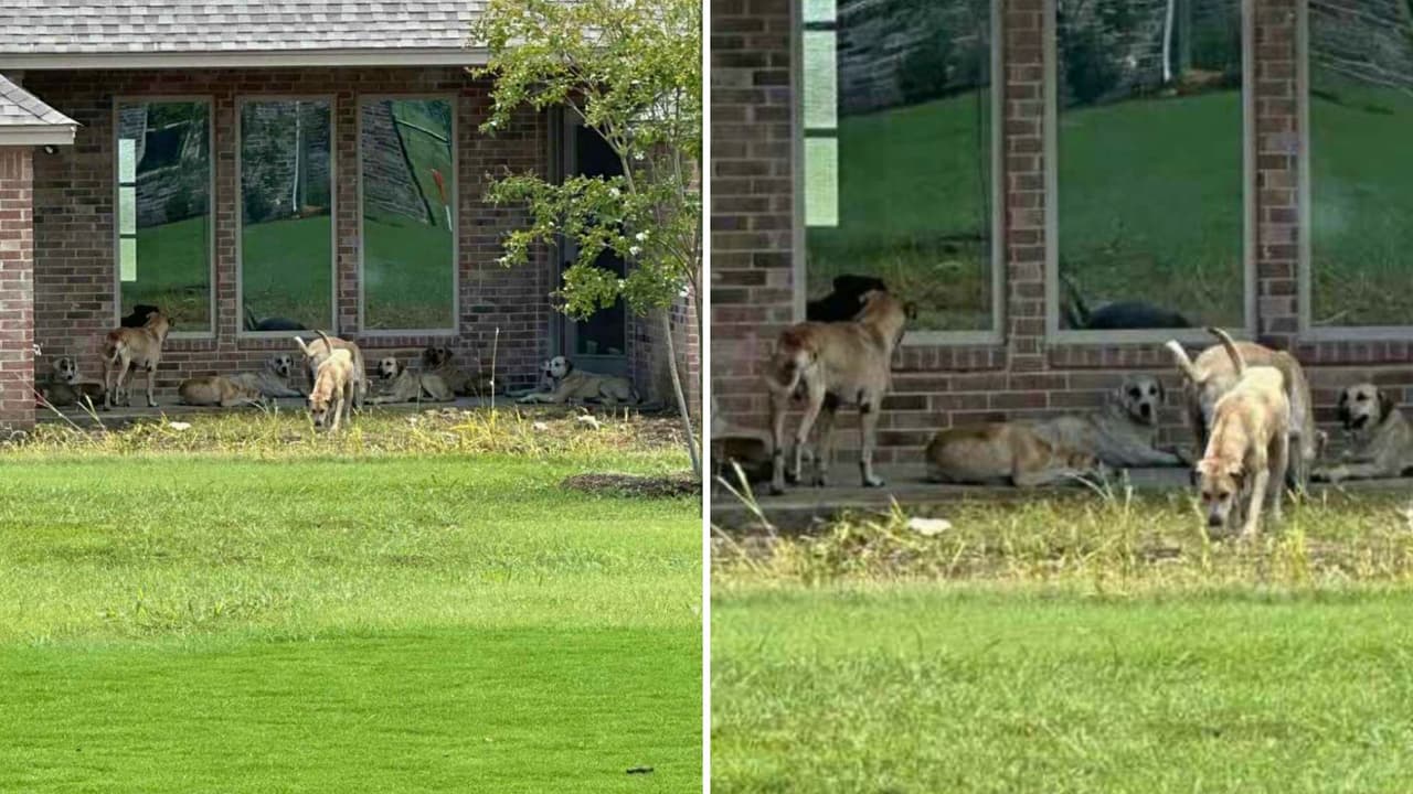 <h3 class="cms-H3-H3">Una ciudad pequeña, un problema grande </h3>Godley es una ciudad de apenas 2,100 habitantes. 
<b>Su tamaño limita el presupuesto y las opciones de respuesta</b>. El jefe de Policía, Darrell “Dusty” Vinson, reconoce que 
<b>la ciudad no puede manejar el problema por sí sola</b>. Por eso, buscan apoyo del condado, de municipios vecinos y hasta de los guardabosques estatales. El concejal Michael Matos explicó que este martes la discusión se enfocará en dos frentes: 
<b>revisar la ordenanza de control animal y explorar un plan “humano y viable”.</b> 
<br>“La seguridad pública es prioritaria, pero también 
<b>debemos considerar el bienestar de los animales</b>”, dijo.