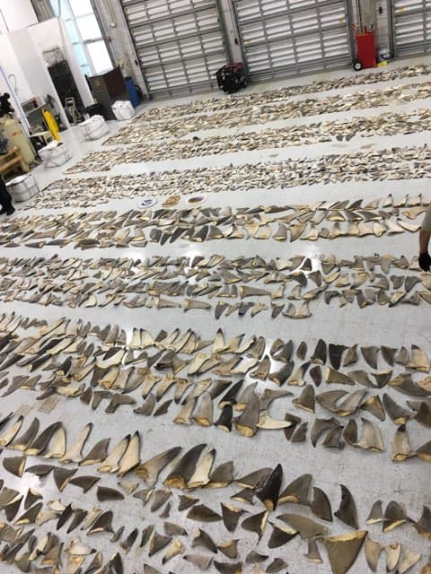 De acuerdo con el Servicio de Pesca y Vida Silvestre el cargamento fue incautado para proteger a la especie, además de disuadir a los traficantes de utilizar los puertos de Estados Unidos como rutas viables para este comercio ilegal.
<br>