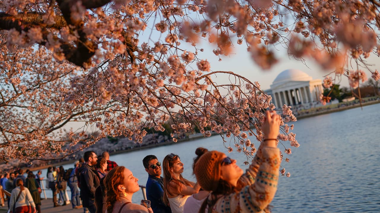 Anuncian pronóstico de florecimiento de los cerezos en el Tidal Basin de Washington DC