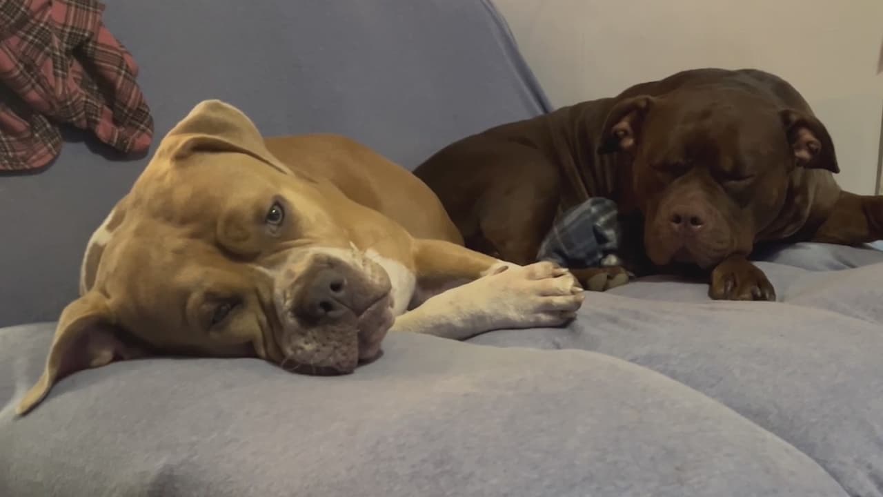 Habla la dueña de los perros muertos a manos de un policía de San Antonio: recibió una multa