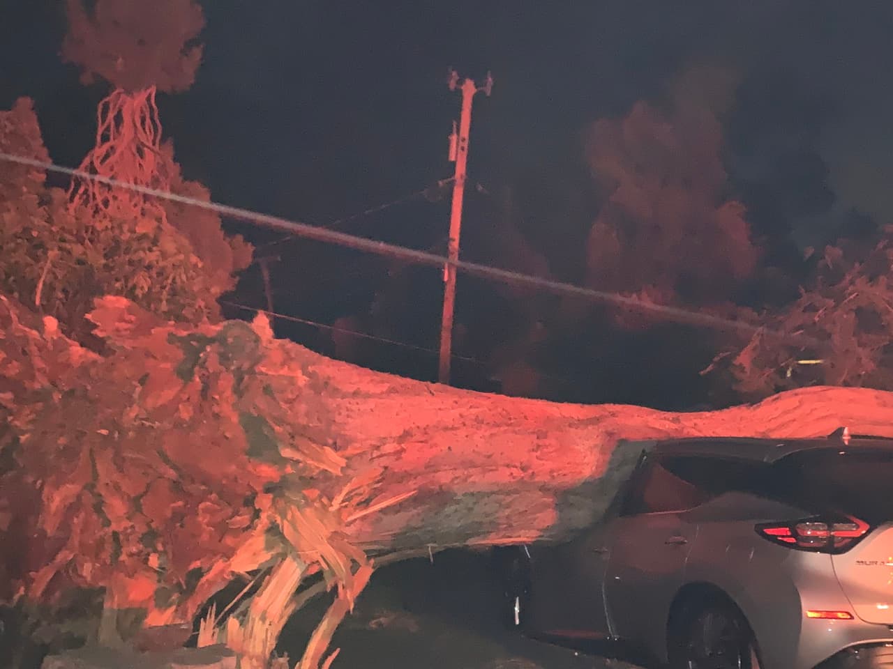 Este árbol fue arrancado de raíz por las ráfagas que han puesto en alerta al norte del Área de la Bahía.