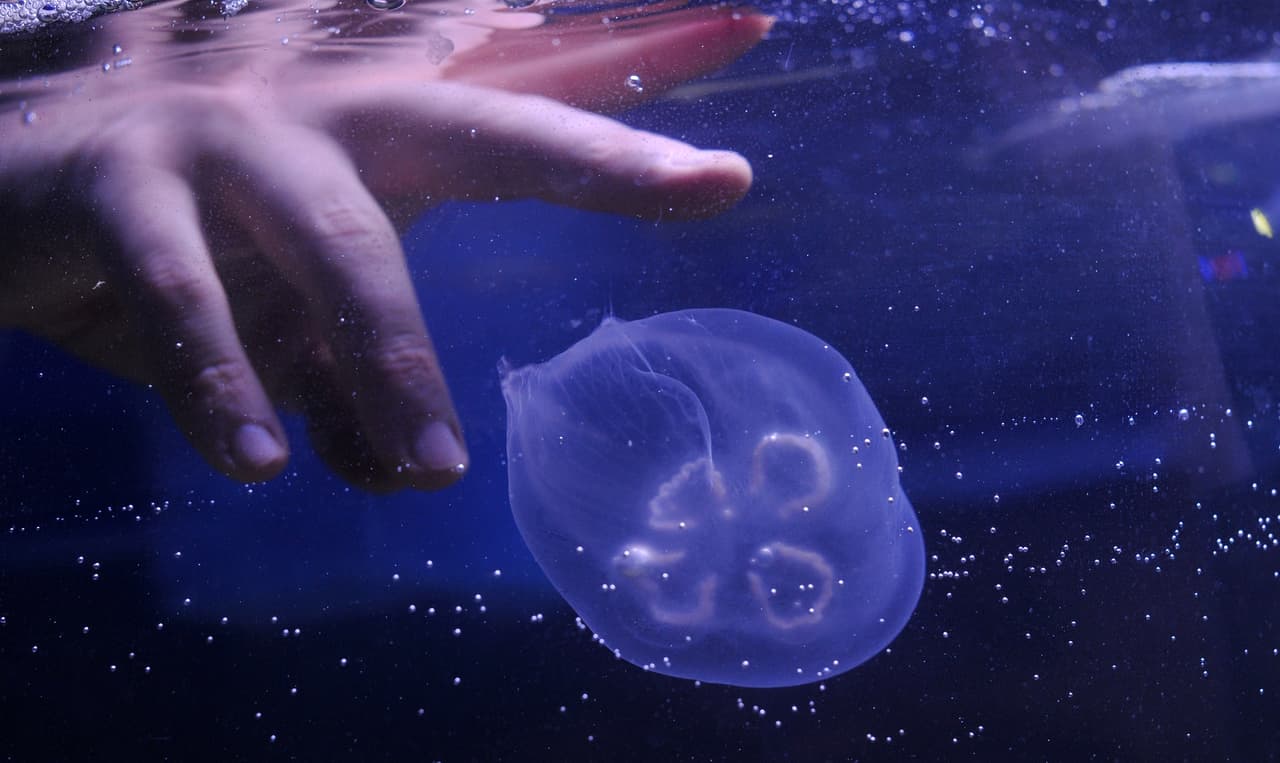 Para moverse toman el agua y la usan para propulsarse.