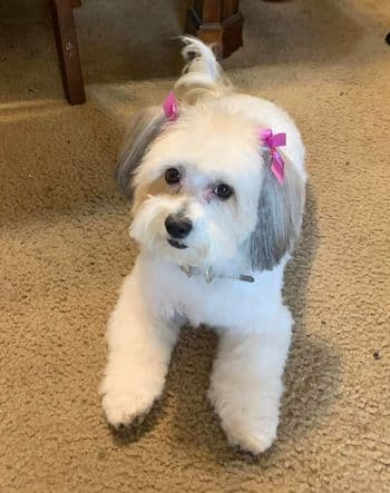 Cici tiene su propia colección de lazos y les queda muy lindos. Gracias Margarita Canales por compartir la foto.