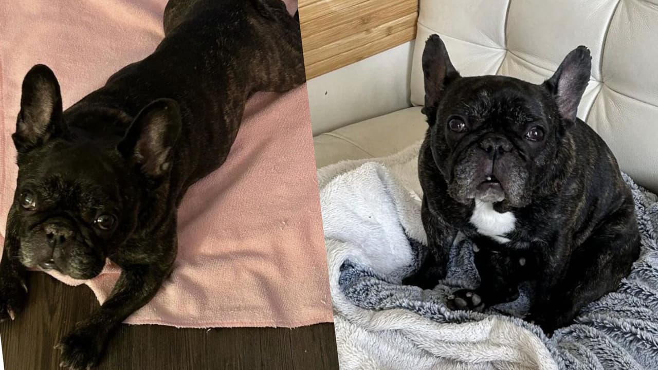 Robo a mano armada de un bulldog francés al noroeste de Chicago 
