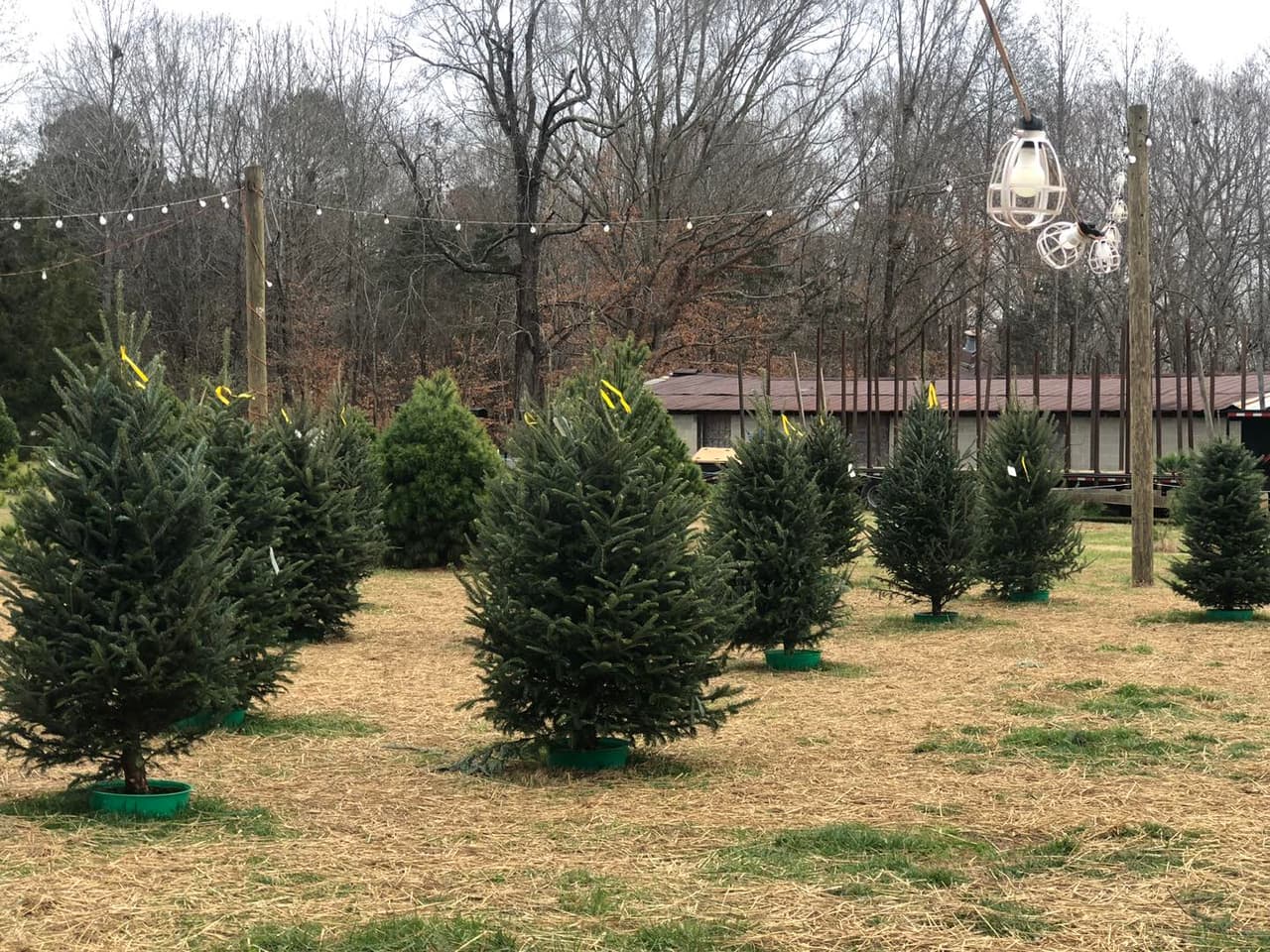 <b>Smith’s Family Fun Farm (A partir del 24 de noviembre)</b>
<br>
<b>Dirección</b>: 1715 St Marys Road. Hillsborough, NC
<br>
<b>Teléfono</b>: 919-619-2145
<br>
<b>Sitio web</b>: 
<a href="https://www.smithsfamilyfunfarm.com/christmas">https://www.smithsfamilyfunfarm.com/christmas</a> 
<br>
<b><a href="https://maps.app.goo.gl/frDVxdVJbs9uMVeL7">Cómo llegar</a></b>
<br>
<br>Encuentra variedades de árboles de Navidad a diferentes precios. En el lugar encontrarás también un área de juegos para niños y bebidas calientes.