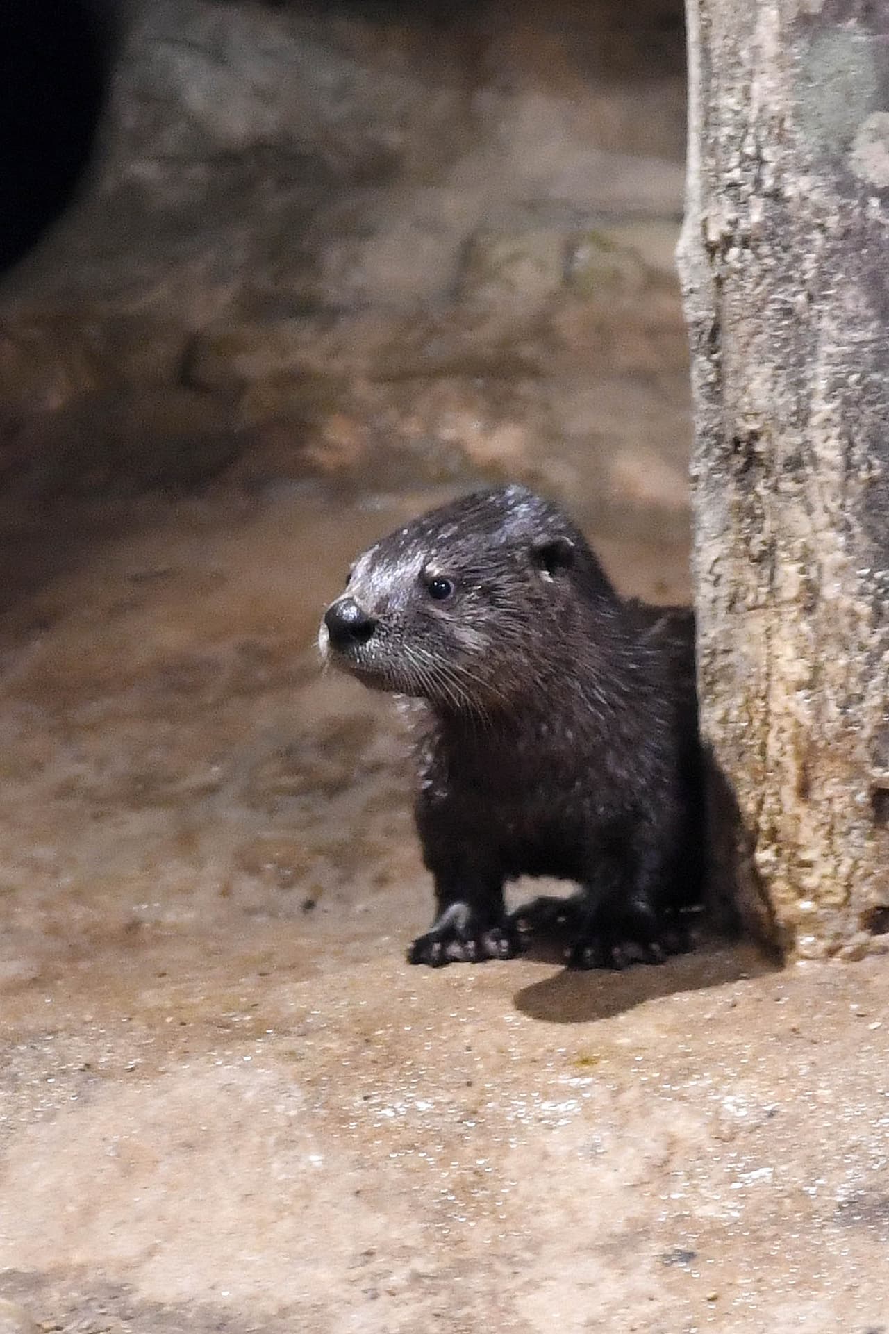 En 1989, las nutrias fueron colocadas en la lista de animales en peligro en Illinois, pues se estimaba que había menos de 100 en todo el estado.