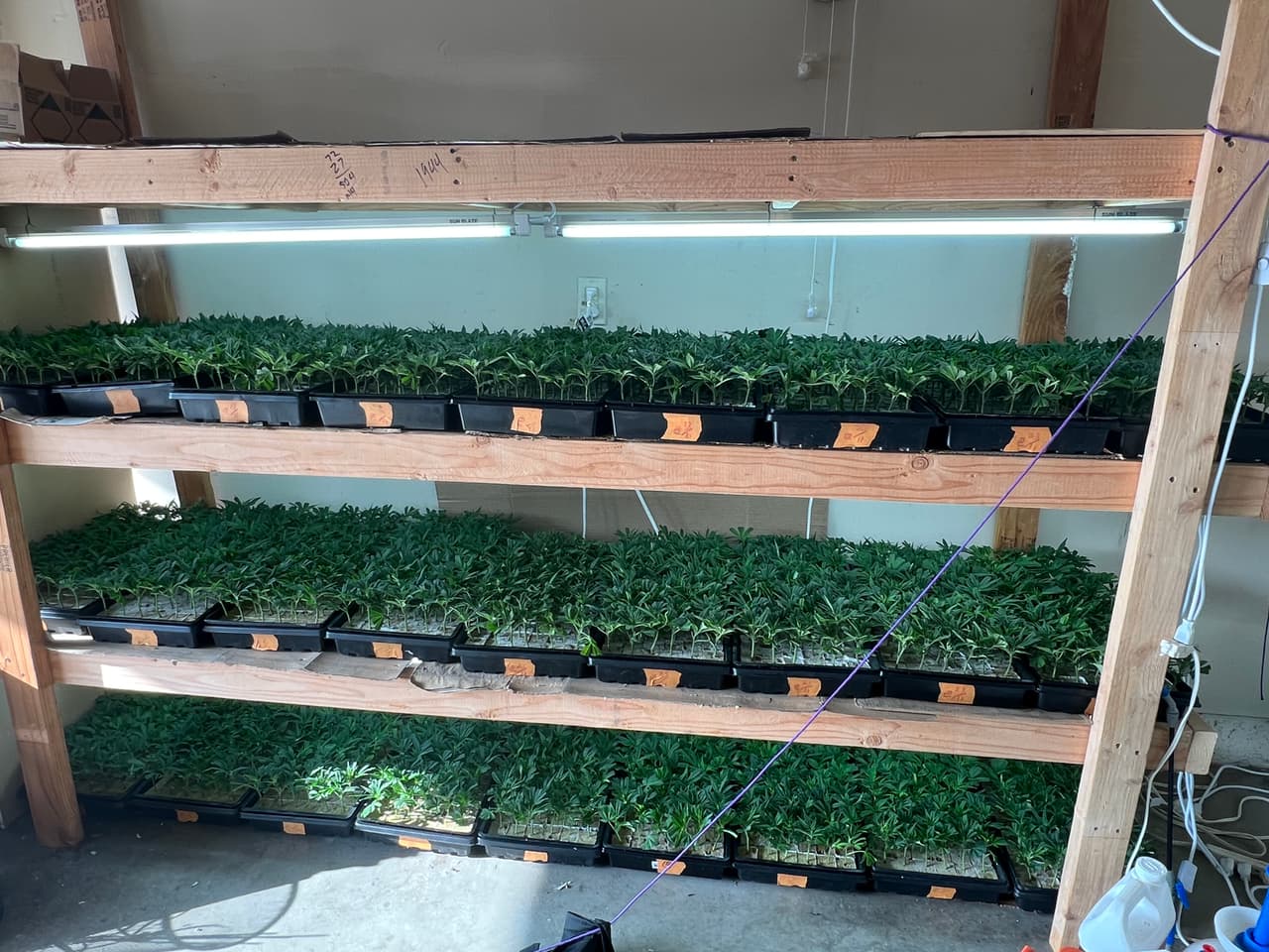 En total, las autoridades incautaron lo siguiente:
<br>▪️ 16,614 plantas de marihuana
<br>▪️ 674 gramos de harina procesada
<br>▪️ $11,725 dólares en efectivo