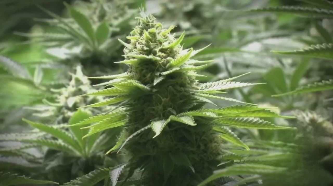 Iniciativa a punto de ser ley en Georgia cambiaría uso de marihuana medicinal