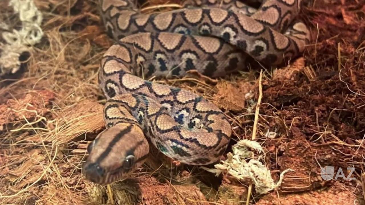 Una serpiente en el zoológico de Phoenix da a luz sin aparearse