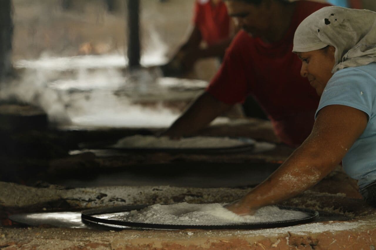 El estado Monagas es el primer productor de yuca dulce y amarga de Venezuela