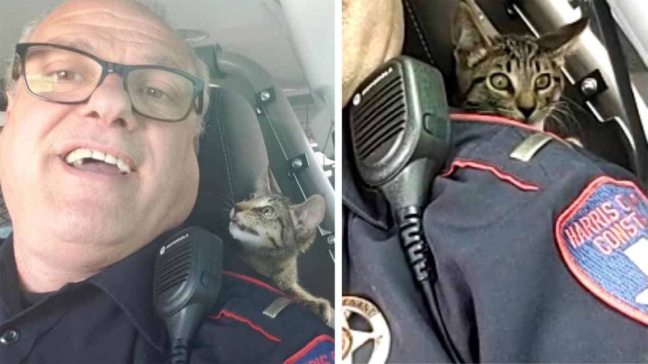 Policía rescata a gatito tras ser abandonado en una autopista de Houston