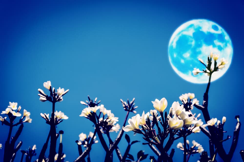 También otras como el romero, que estimula las funciones hepáticas, así como el diente de león y el tomillo que es un expectorante y otras más.