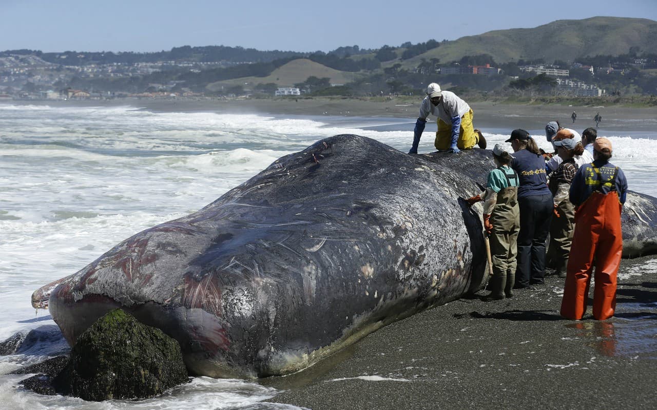De acuerdo con la Administración Nacional de los Océanos y la Atmósfera (NOAA), al menos 30 ballenas han aparecido muertas a lo largo de la costa oeste de los Estados Unidos, incluyendo las uqe en las últimas semanas han aparecido en las playas de Pacífica y Richmond.