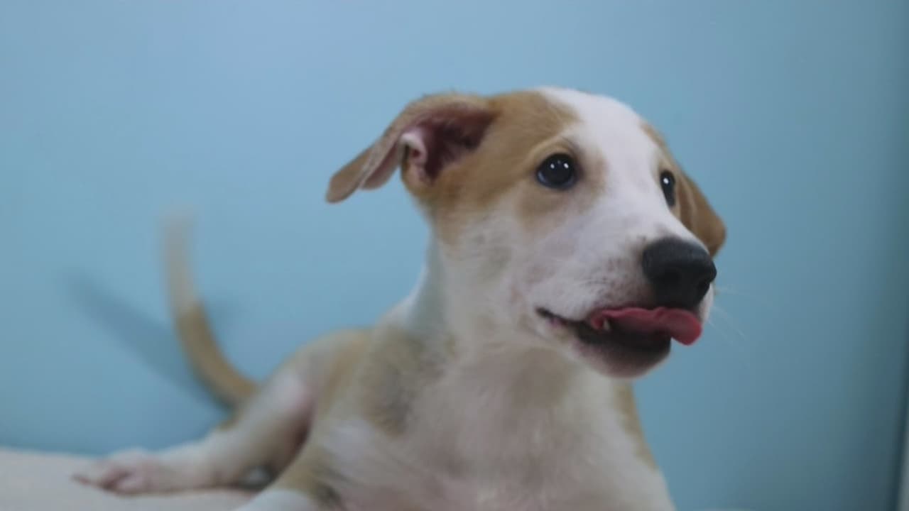 Por petición de una familia argentina, se realiza la primera clonación de una mascota en Latinoamérica