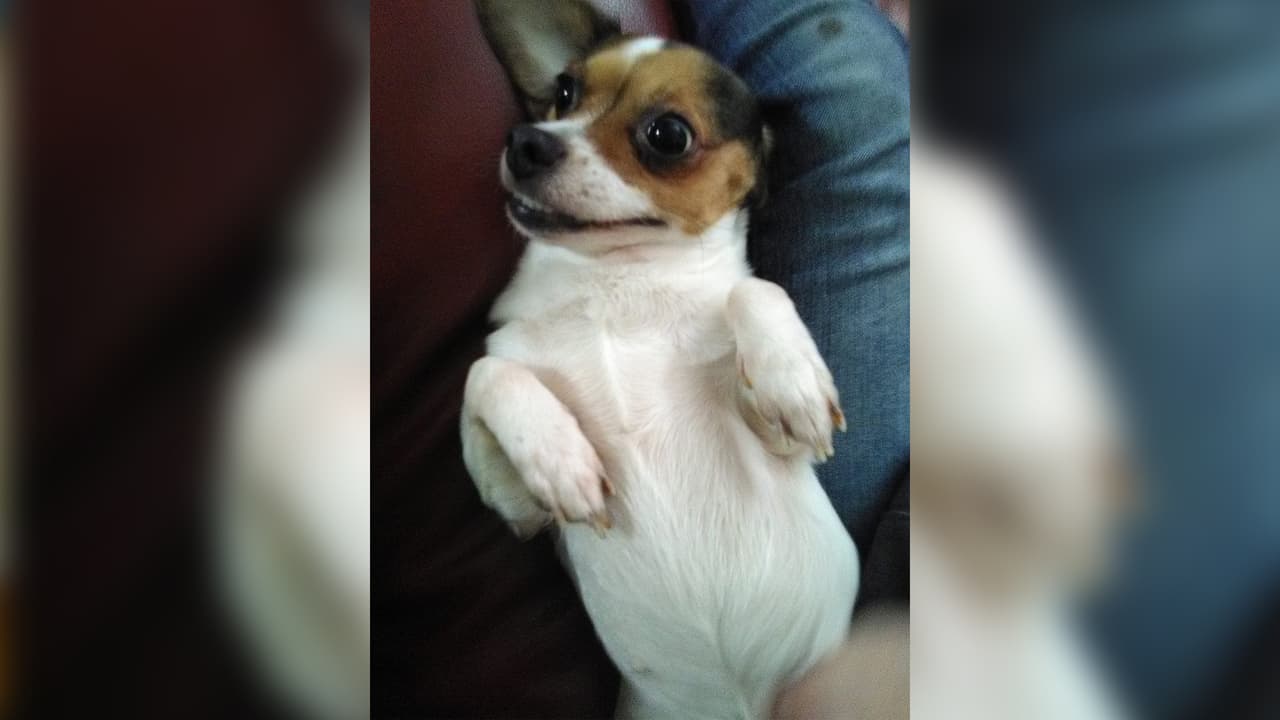 "Mi niña 6 años conmigo, su nombre puchis". Karla López