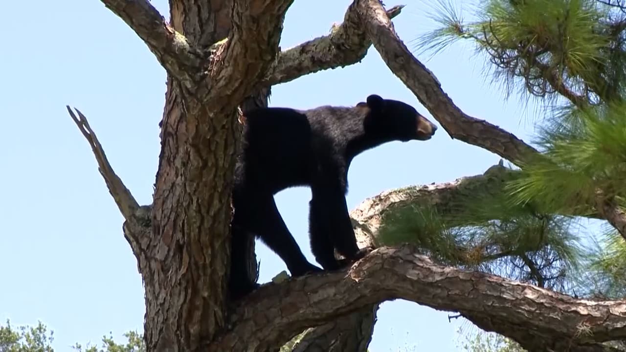 Un hombre quedó sorprendido cuando vio a un oso frente a su casa en Jupiter, en el sur de Florida 
<br>