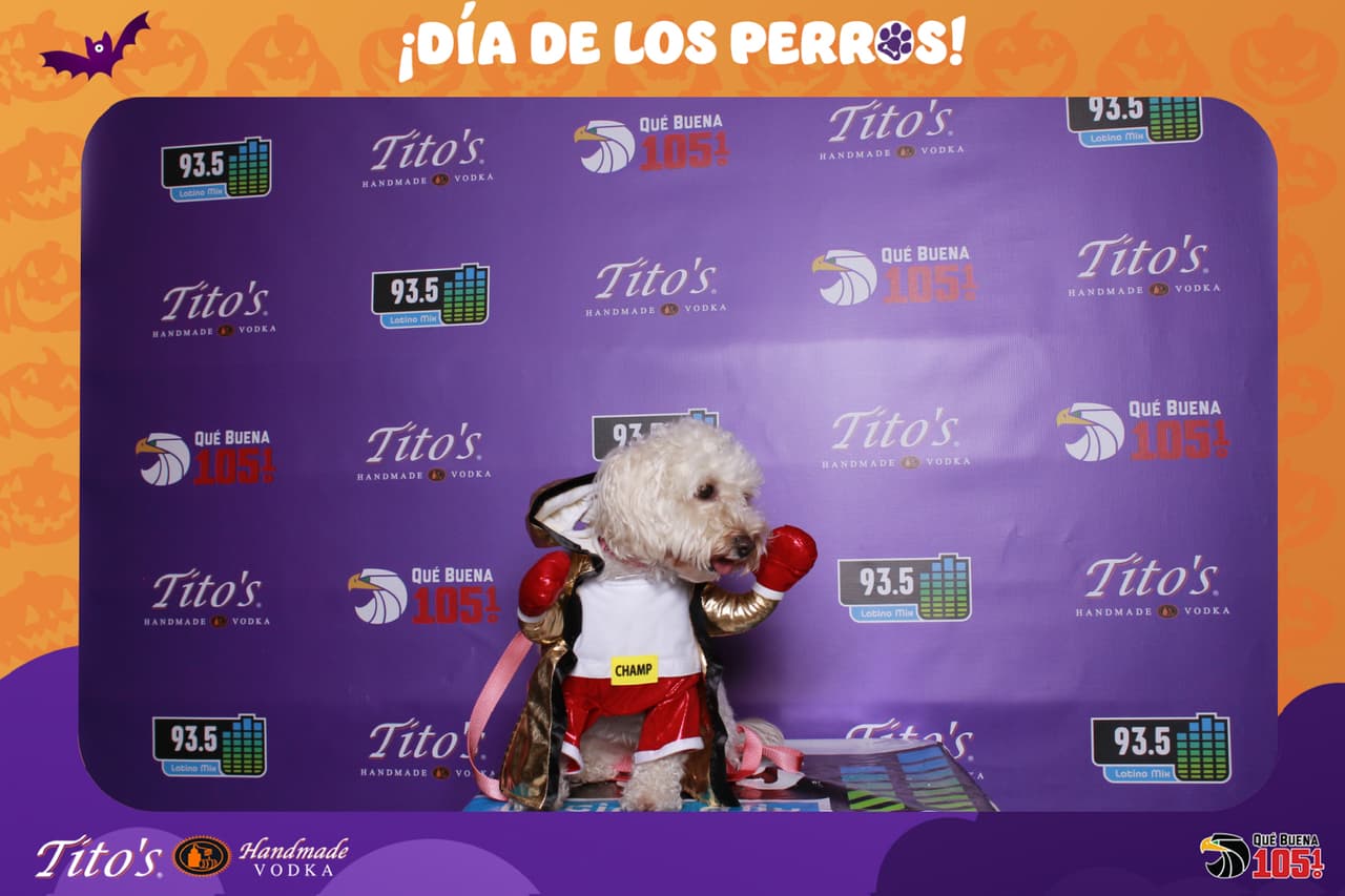 Cual fue tu favorito?