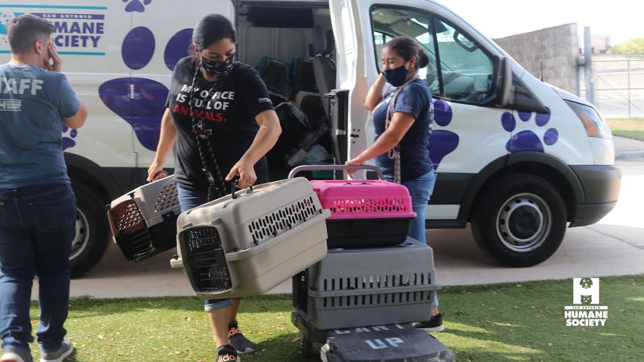 El SAHS también coordinó y ayudó a transportar a 39 gatos, 9 perros y 11 cachorros de 4 meses de la Sociedad Protectora de Animales del Sureste de Texas en Beaumont, Texas.