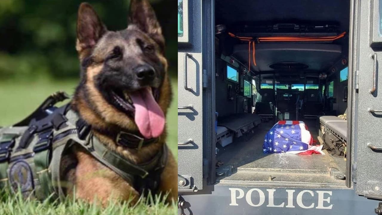 Muere perro policía que resultó herido en tiroteo durante robo de vehículo en Gwinnett