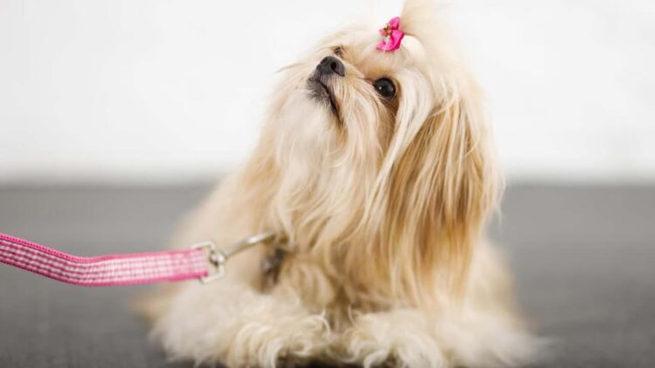 No hagas ejercicio con tus mascotas cuando hace demasiado calor; los perros mayores y ciertos perros de pelo largo pueden ser particularmente susceptibles al calor.