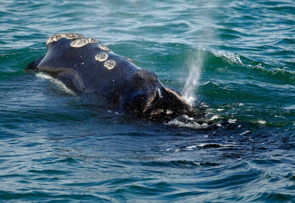 Restringen la pesca de langosta en EEUU para salvar a las ballenas