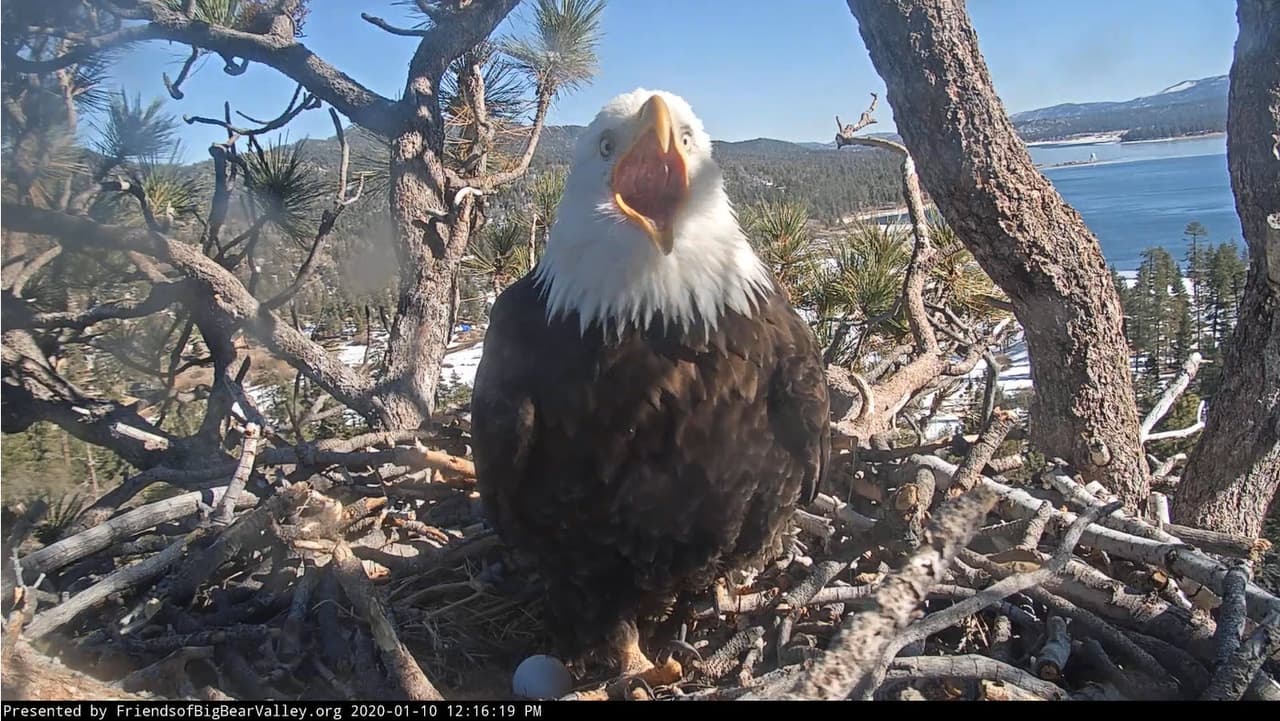 Parece que Shadow sabe lo que viene y no puede ocultar su felicidad. ¿Qué opinan los padres?