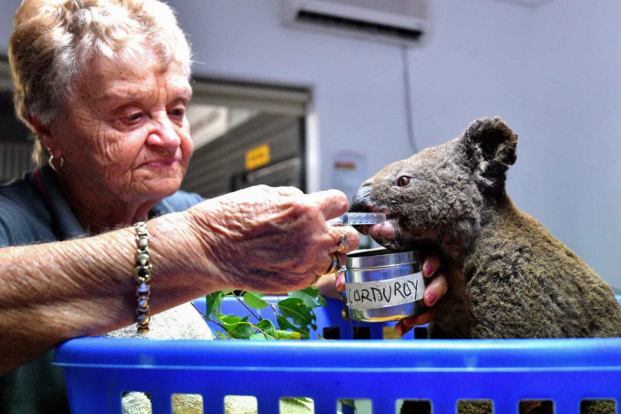 "A veces los koalas parecen estar realmente bien. Sus patas pueden estar sanando pero si está pasando hay algo que no podemos ver, no hay mucho que podamos hacer", dijo Amanda Gordon, quien lidera el equipo de cuidadores del hospital Port Macquarie Koala.