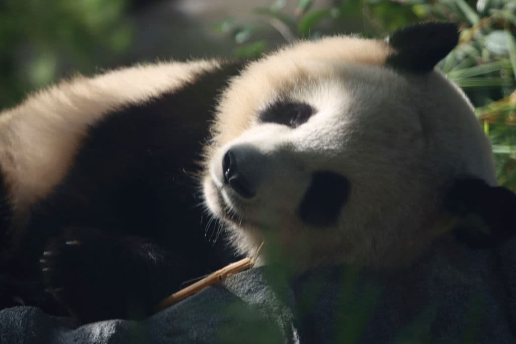 La hembra es bastante territorial y a menos de estar en temporada de apareamiento, no le gusta tener cerca a otros osos panda gigantes.