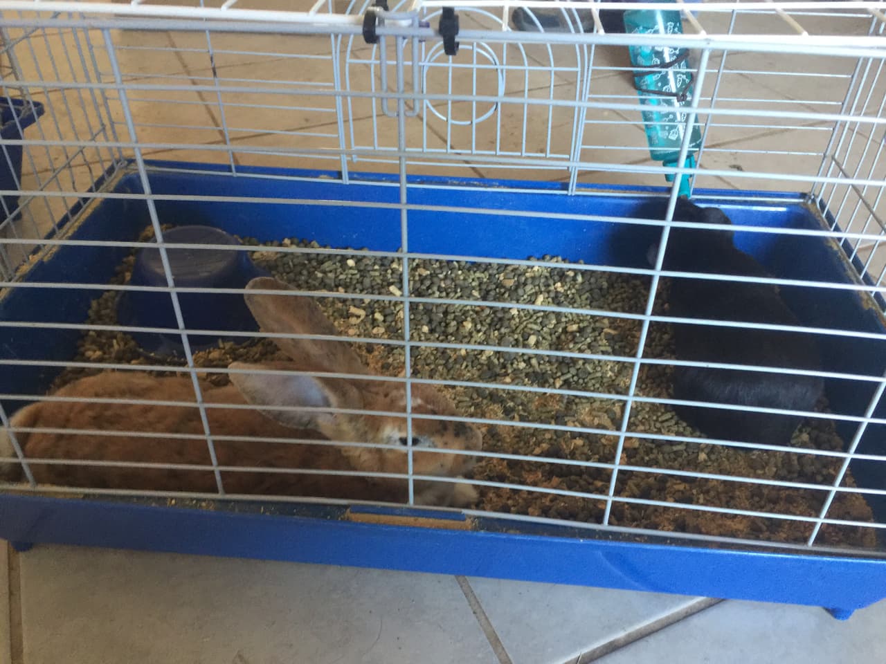 Conejos enjaulados y perros encerrados en un cuarto la escena que encontraron las autoridades en una vivienda de Arizona.