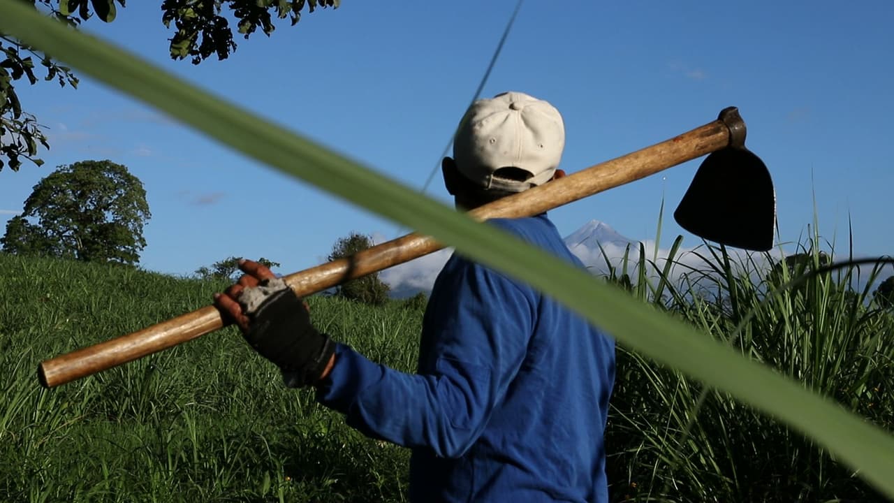 Óscar sostiene una coa durante su jornal en un predio sembrado con caña de azúcar, en Amatlán, Veracruz.
<br>