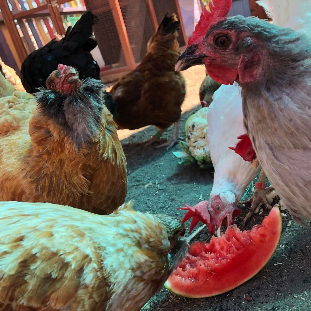 "Tenemos una granja muy caprichosa, diseñada, creada y construida por niños, para niños", dijo Amon-Higa.
<br>